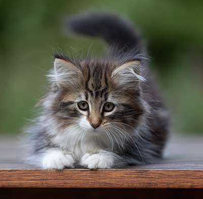 Angelika - 9 weeks old