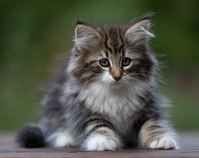 Angelika - 9 weeks old