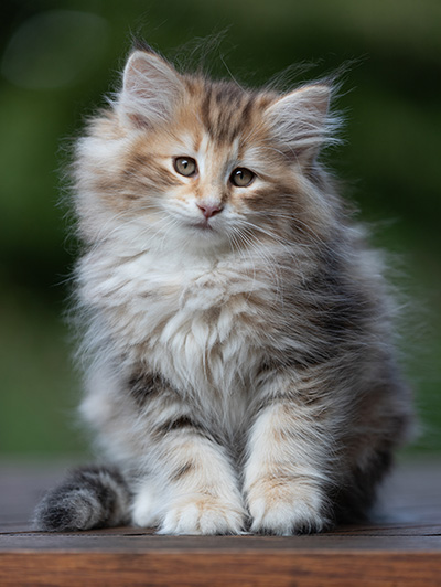 Annika - 9 weeks old