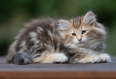 Annika - 9 weeks old