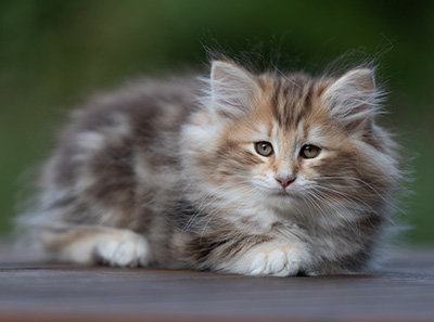 Annika - 9 weeks old