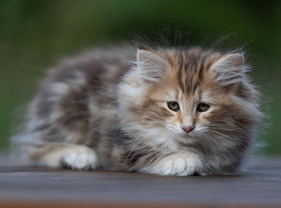 Annika - 9 weeks old