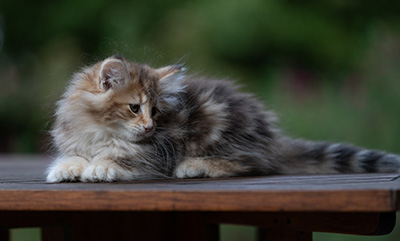 Annika - 9 weeks old