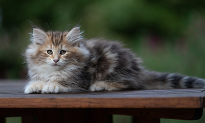 Annika - 9 weeks old