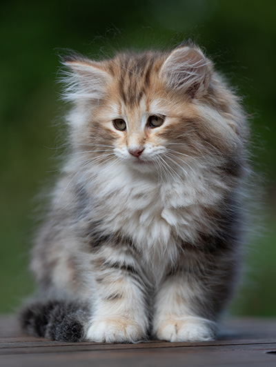 Annika - 9 weeks old