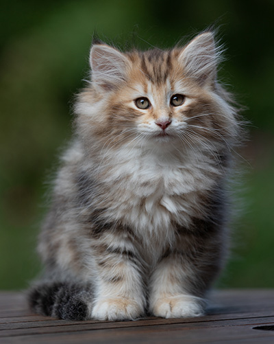 Annika - 9 weeks old