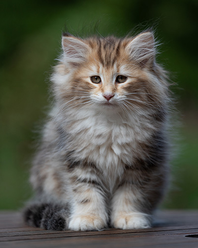 Annika - 9 weeks old