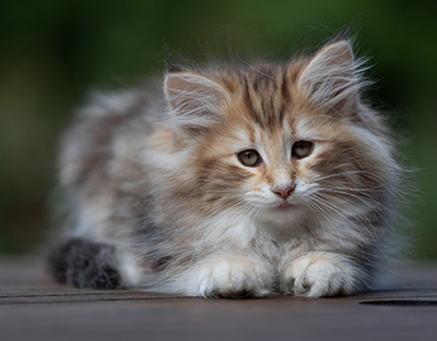 Annika - 9 weeks old