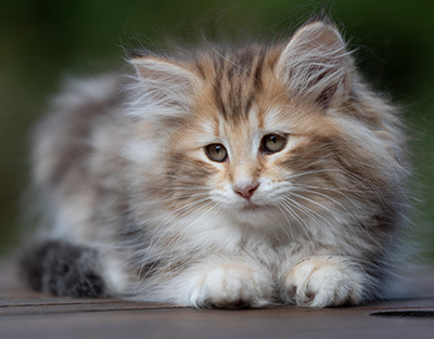 Annika - 9 weeks old