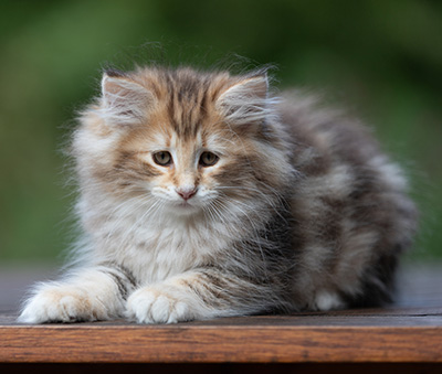 Annika - 9 weeks old