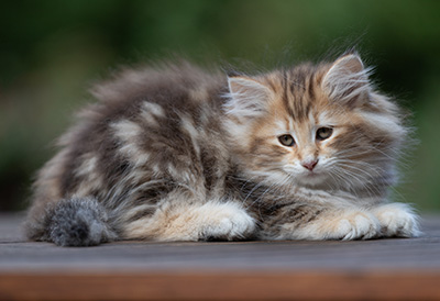 Annika - 9 weeks old