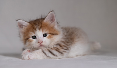 Berith - 5 semaines