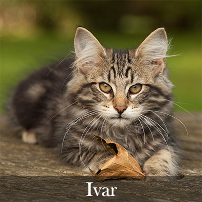 Ivar