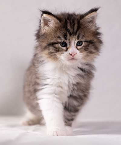 Althea - 5 weeks old