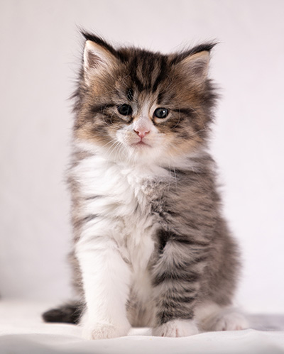 Althea - 5 weeks old