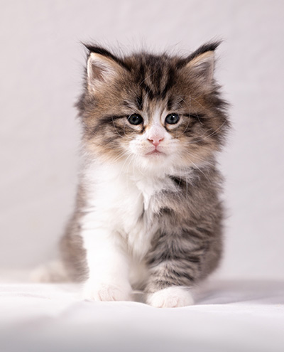 Althea - 5 weeks old