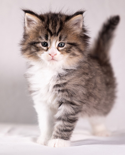 Althea - 5 weeks old