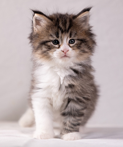 Althea - 5 weeks old