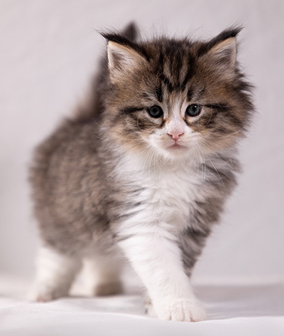 Althea - 5 weeks old
