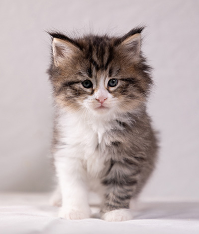 Althea - 5 weeks old