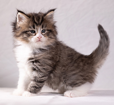 Althea - 5 weeks old