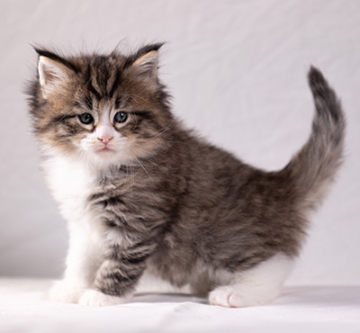 Althea - 5 weeks old