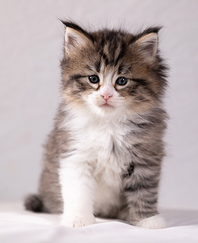 Althea - 5 weeks old