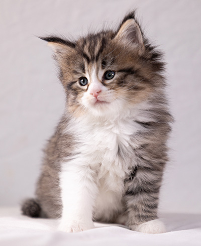 Althea - 5 weeks old