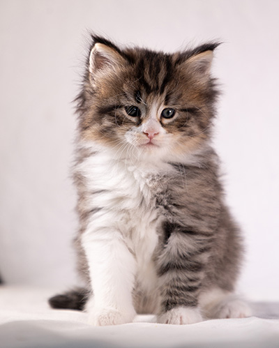 Althea - 5 weeks old