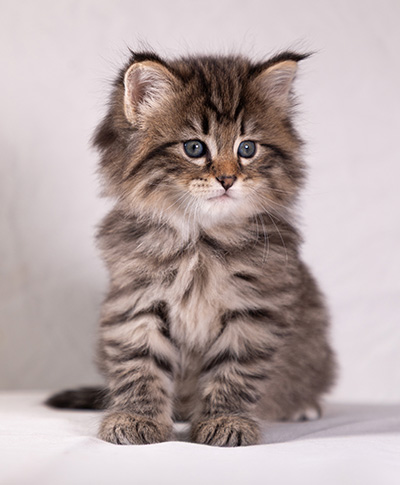 Arwen - 5 weeks old