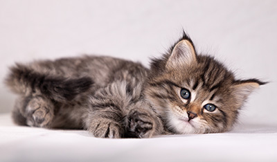 Arwen - 5 weeks old