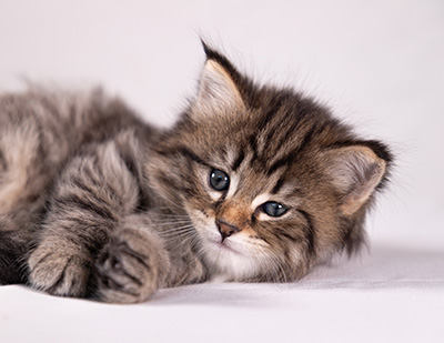 Arwen - 5 weeks old