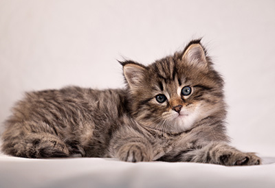 Arwen - 5 weeks old