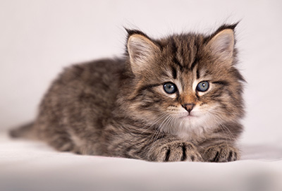 Arwen - 5 weeks old
