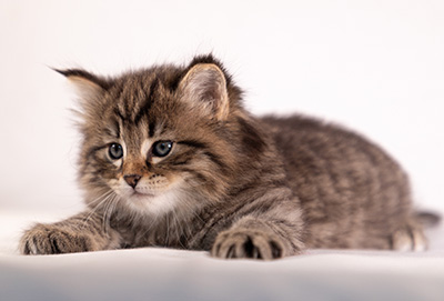Arwen - 5 weeks old