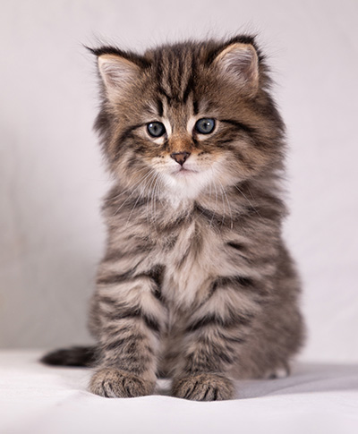 Arwen - 5 weeks old