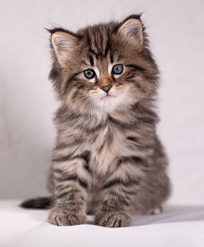 Arwen - 5 weeks old