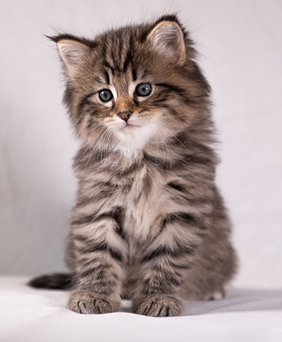 Arwen - 5 weeks old