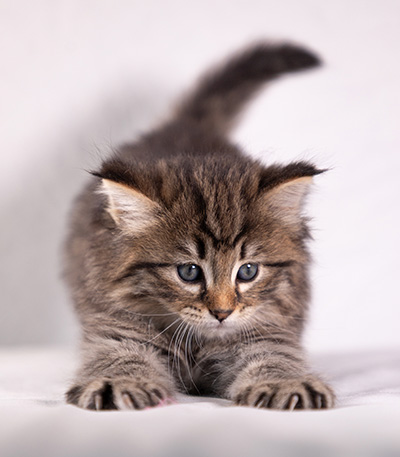 Arwen - 5 weeks old