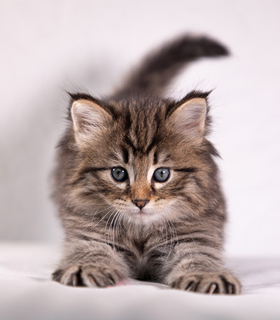 Arwen - 5 weeks old