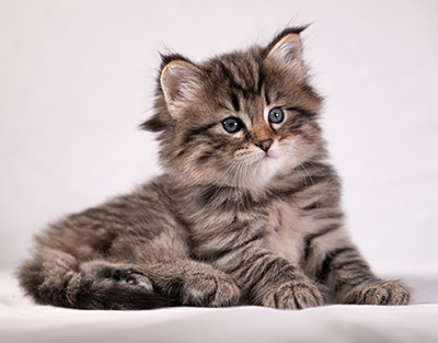 Arwen - 5 weeks old