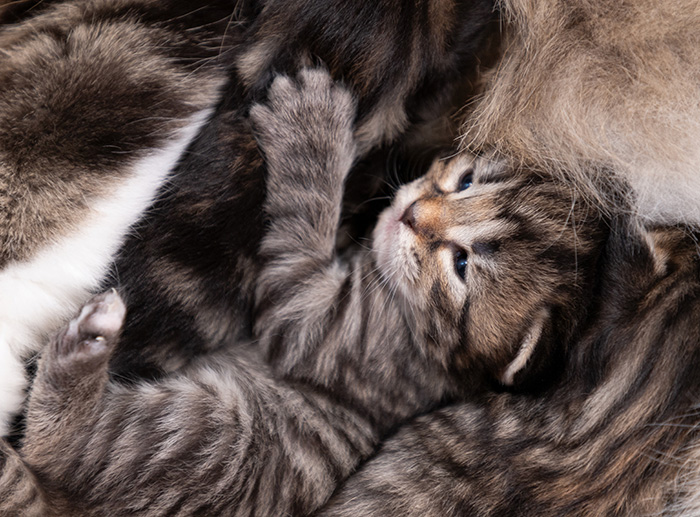 Arwen - At birth
