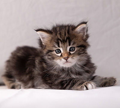 Arya - 5 weeks old