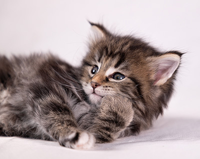 Arya - 5 weeks old