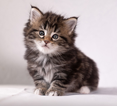 Arya - 5 weeks old