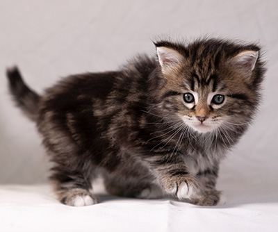 Arya - 5 weeks old