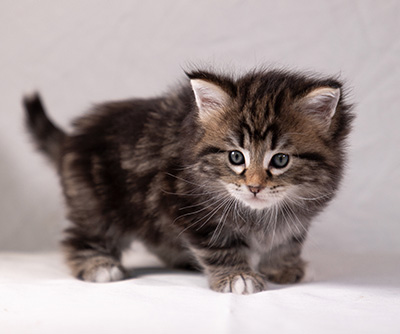 Arya - 5 weeks old