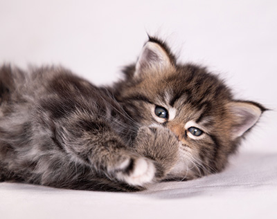 Arya - 5 weeks old