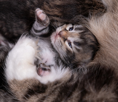 Arya - At birth