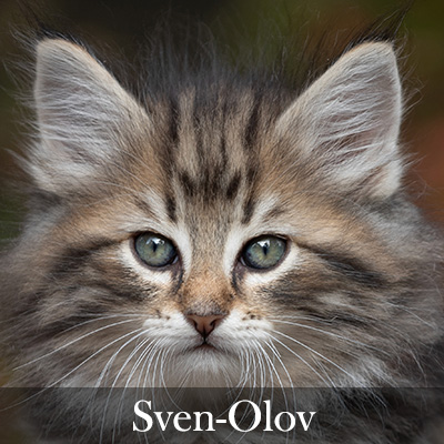 Sven-Olov